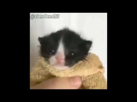 Gato gritando nooooooo