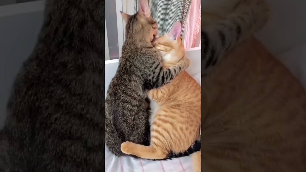 gatos abrasandose y besándose.