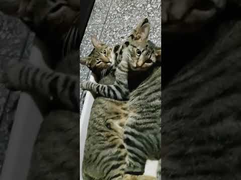 😚Gatos♥️ besandose 😚los hermanos se quieren 😍#gatos #gatosdivertidos #gatostiktok #shorts😚😊♥️