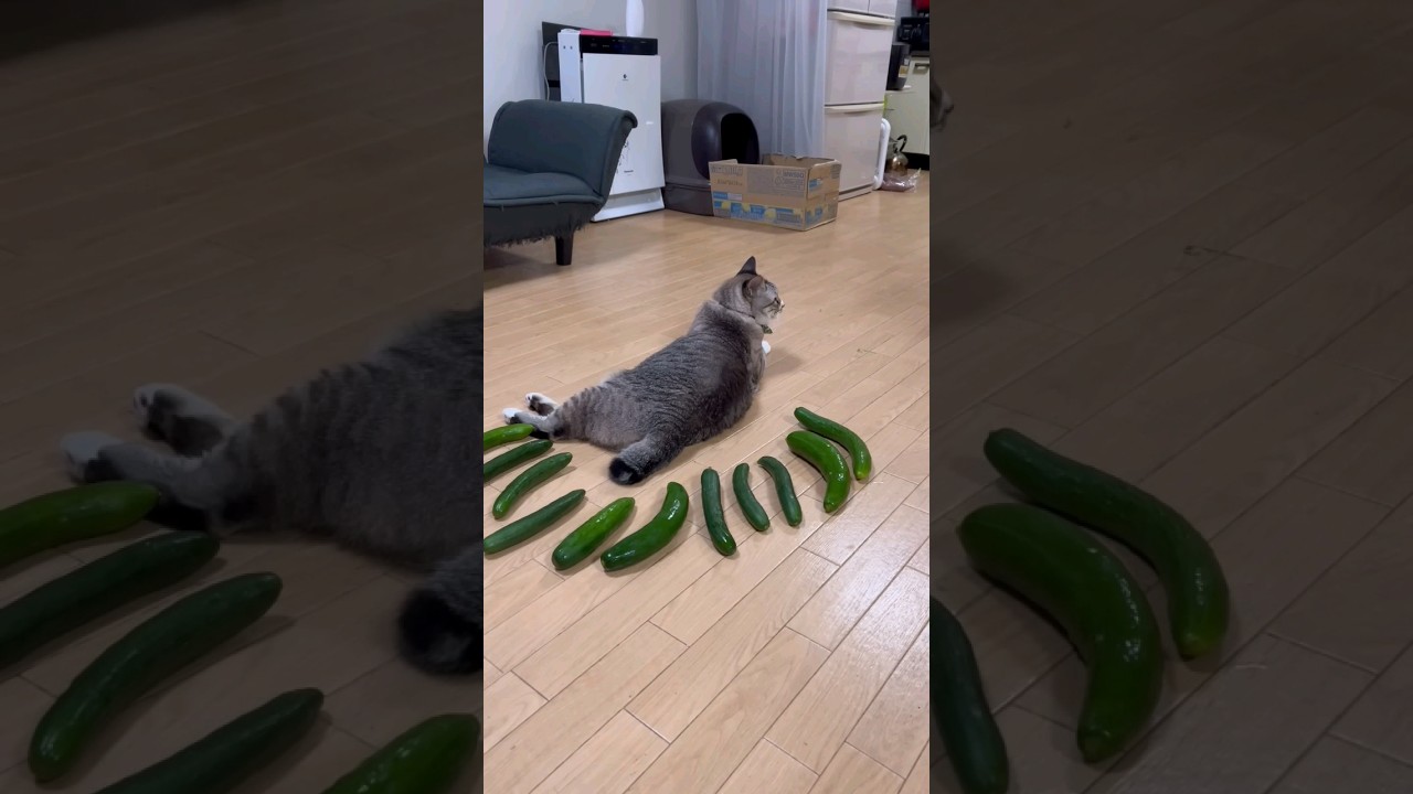 Gatos e Pepinos #shorts #cat ##pets #petcat #pepino