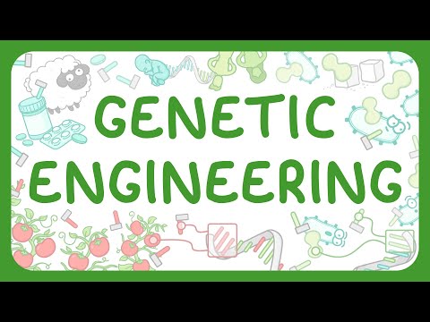 GCSE Biology - Genetic Engineering | GMO