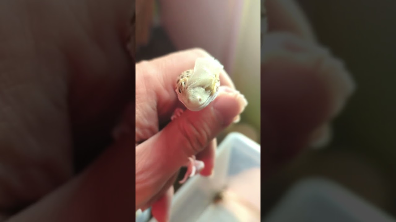 Gecko Peeled Like Banana