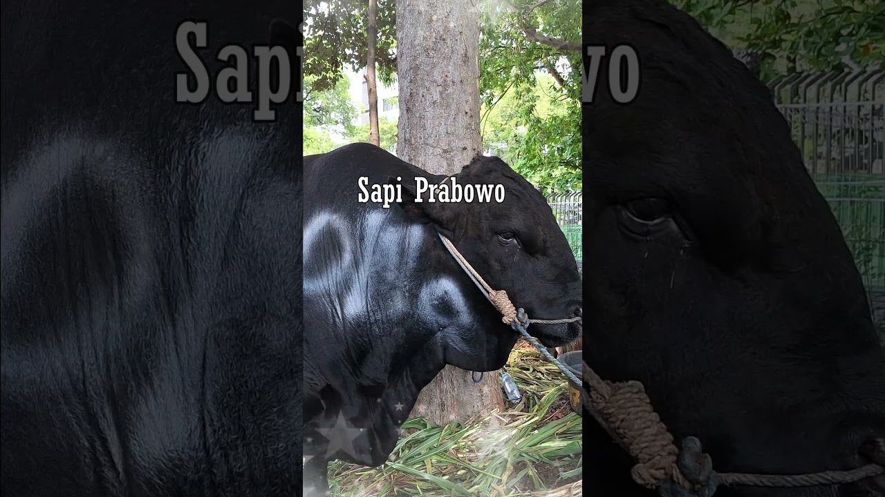 GEDE SEMUA_SAPI KURBAN PEJABAT DI MASJID ISTIQLAL #shorts #sapi #kurban #prabowo #cow  #iduladha