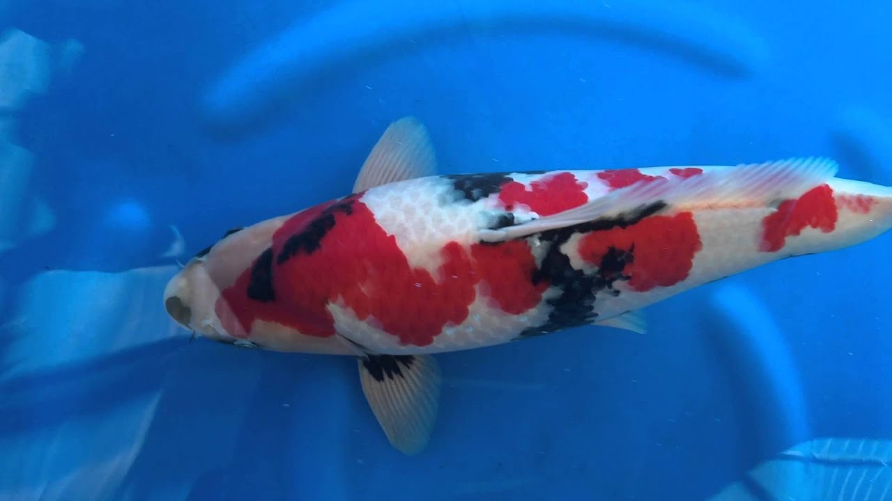 GenkiKoi