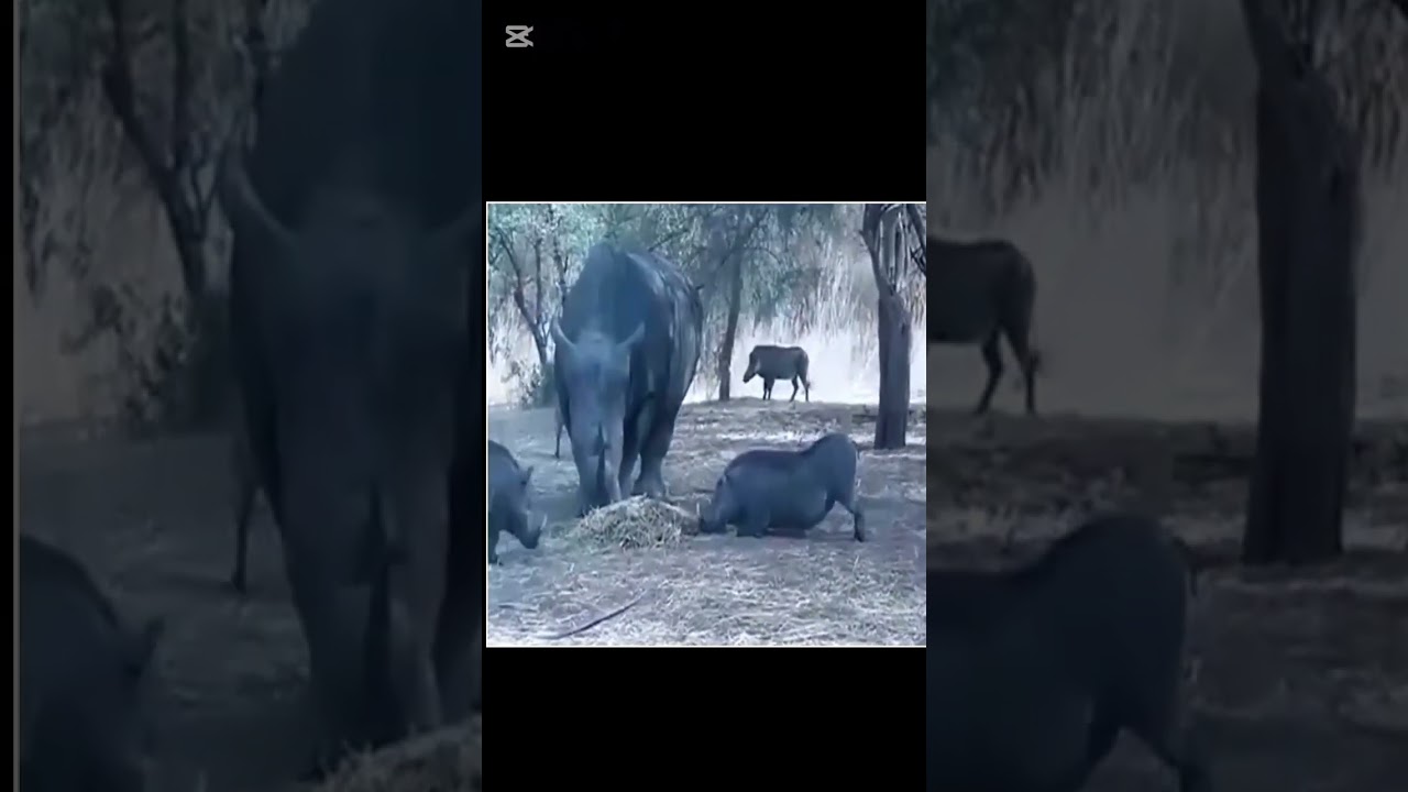 Gergedan vs Yaban Domuzu #rhino #wildpigs