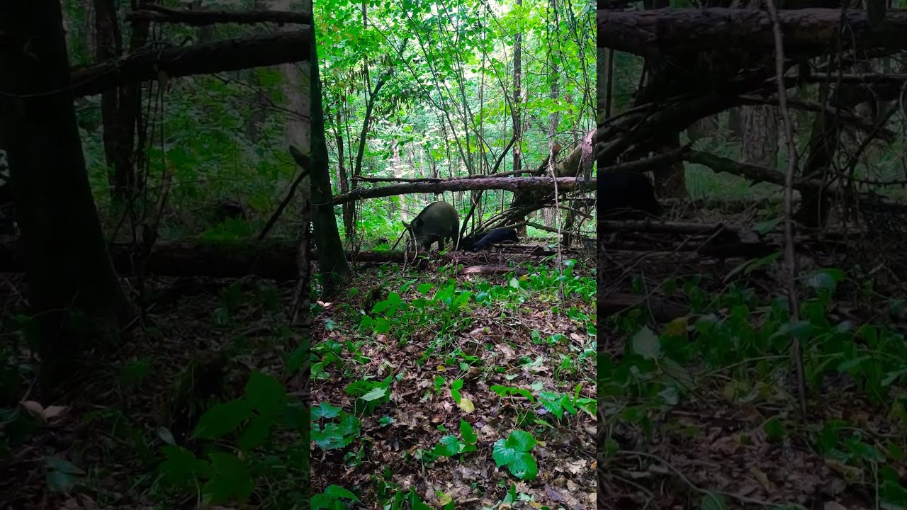 German hunting terrier training day on wild boar
