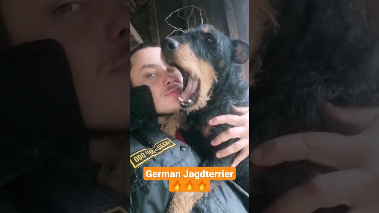 German jagdterrier 🔥🔥🔥