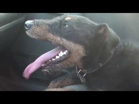 german jagdterrier after hunting | heat +35.