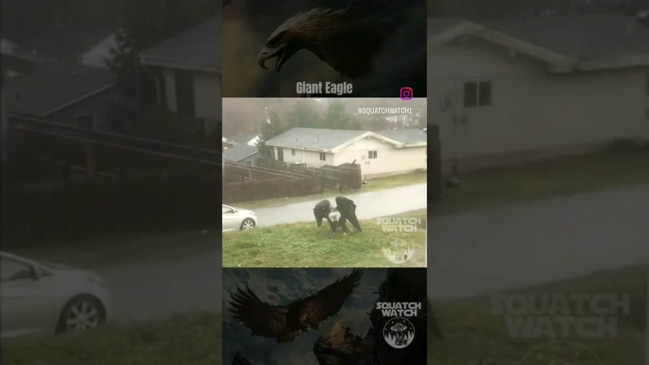 GIANT EAGLE! #cryptid #giant #reels #bigfoot #viral #monster #alien #myths #cryptozoology