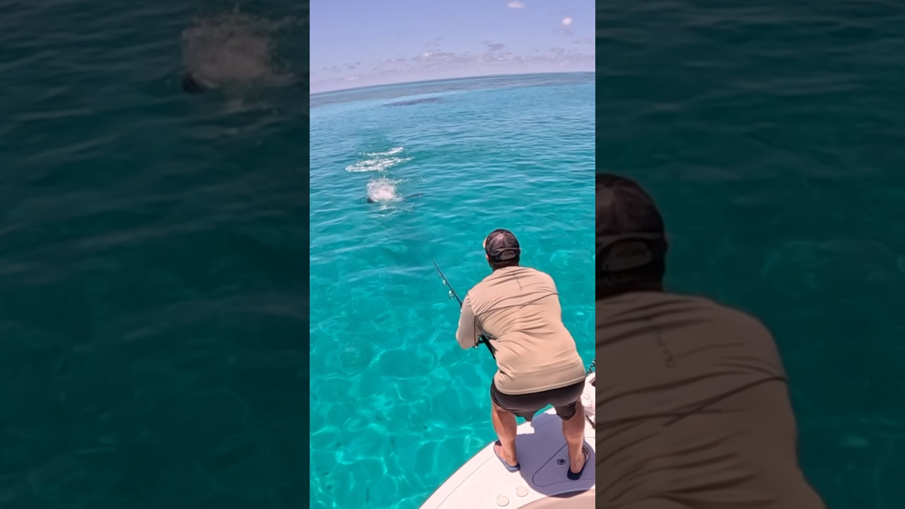 Giant Fish Strike #fishing
