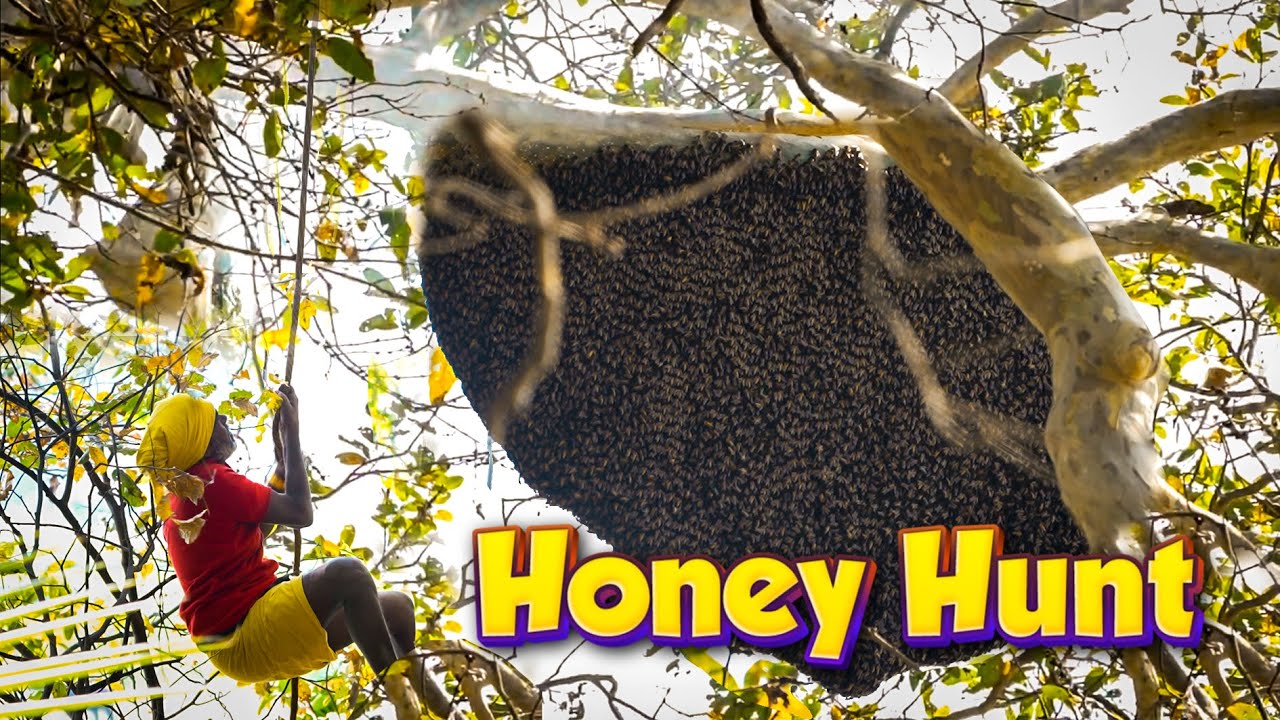 GIANT Honey COMB Hunting | ராட்சத மலைத்தேன் வேட்டை | #WILDHONEY | TAMIL NATIVE FARMER | #purehoney