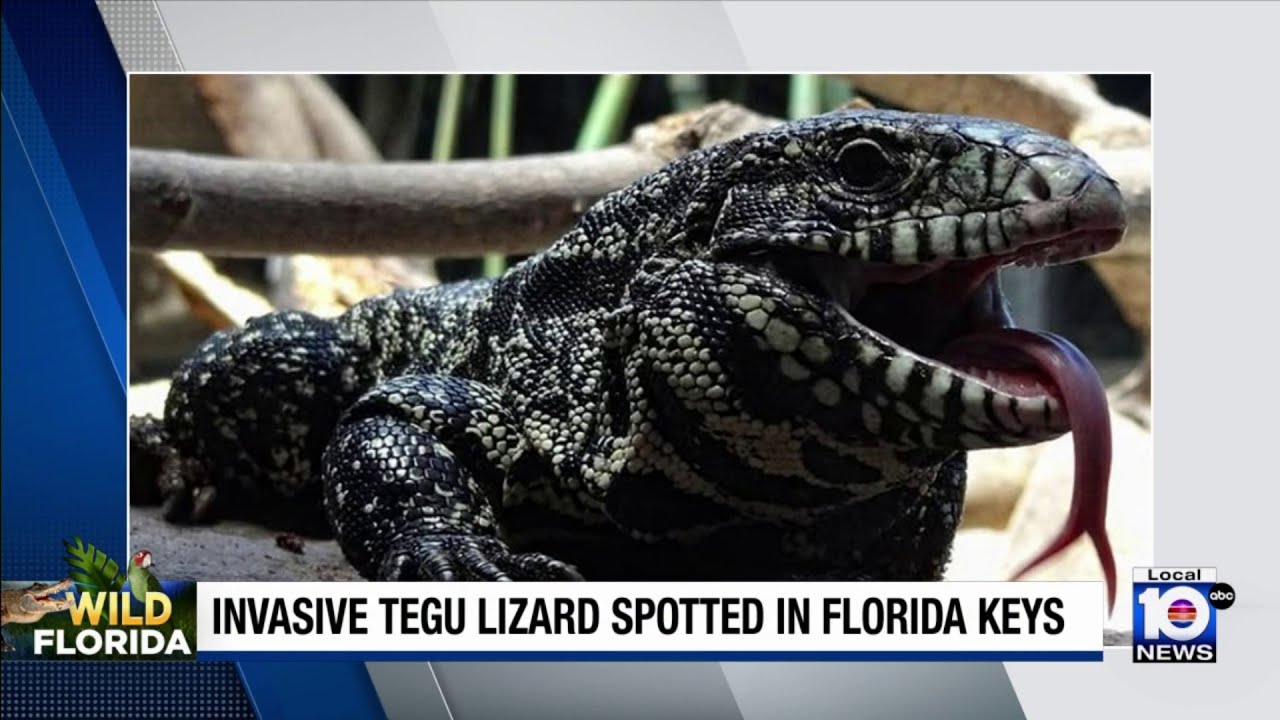 Giant, invasive lizard spotted in South Florida