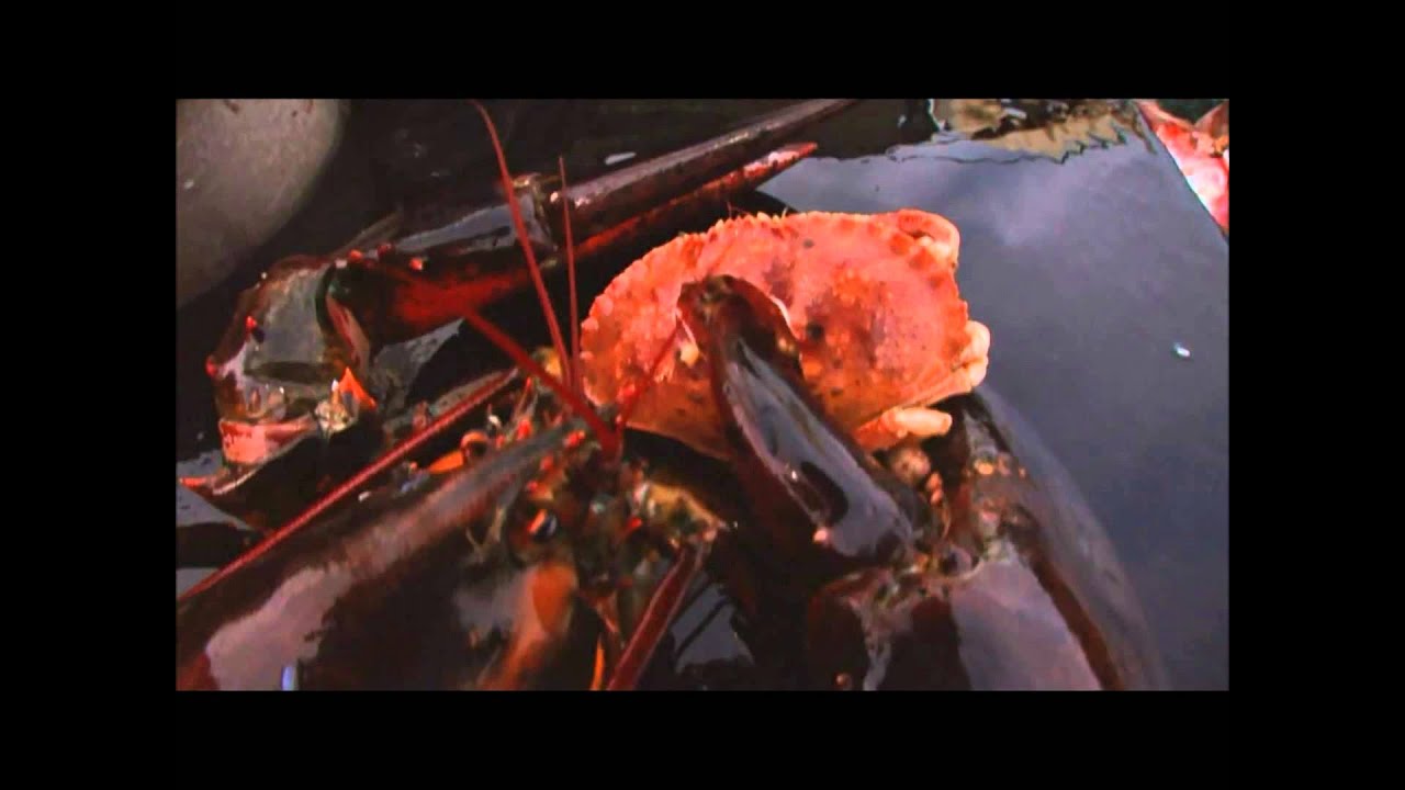 Giant Lobster Crushes Crab!