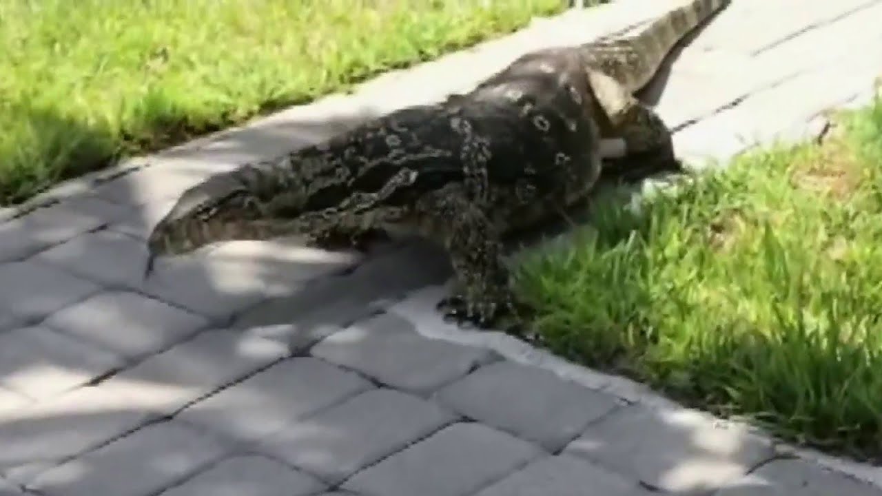 Giant Monitor lizard terrorizes Florida family
