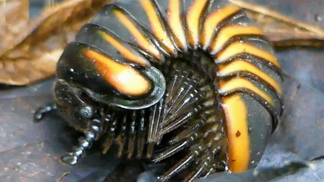 Giant Pill Millipede - Sphaerotheriida