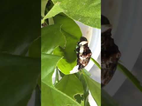 Giant Swallowtail Caterpillar