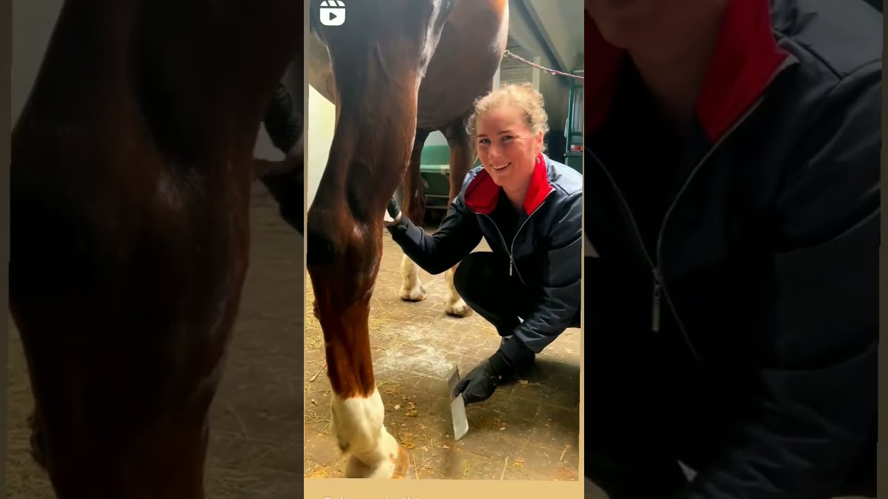 girl and horse love .At ve qiz məhəbbəti