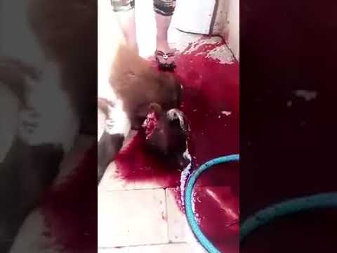 girl slaughtering a sheep