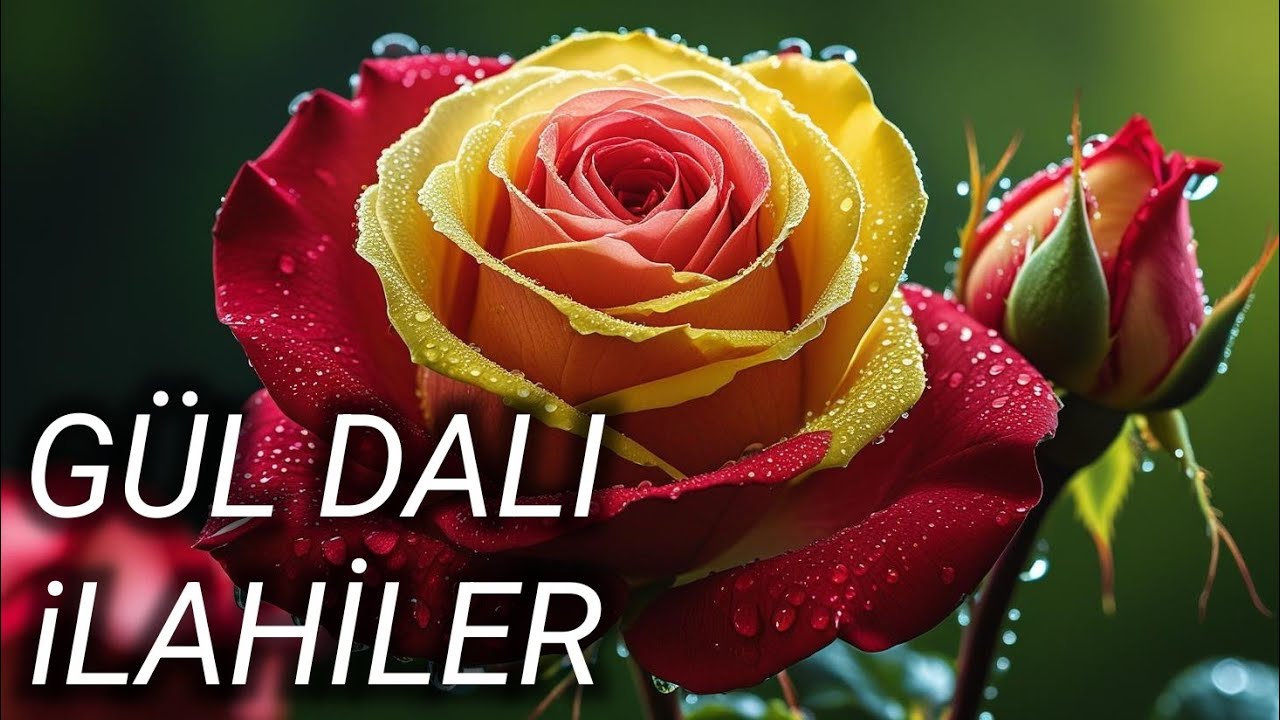 GÜL DALI İLAHİLER OZAN BİRGÜL