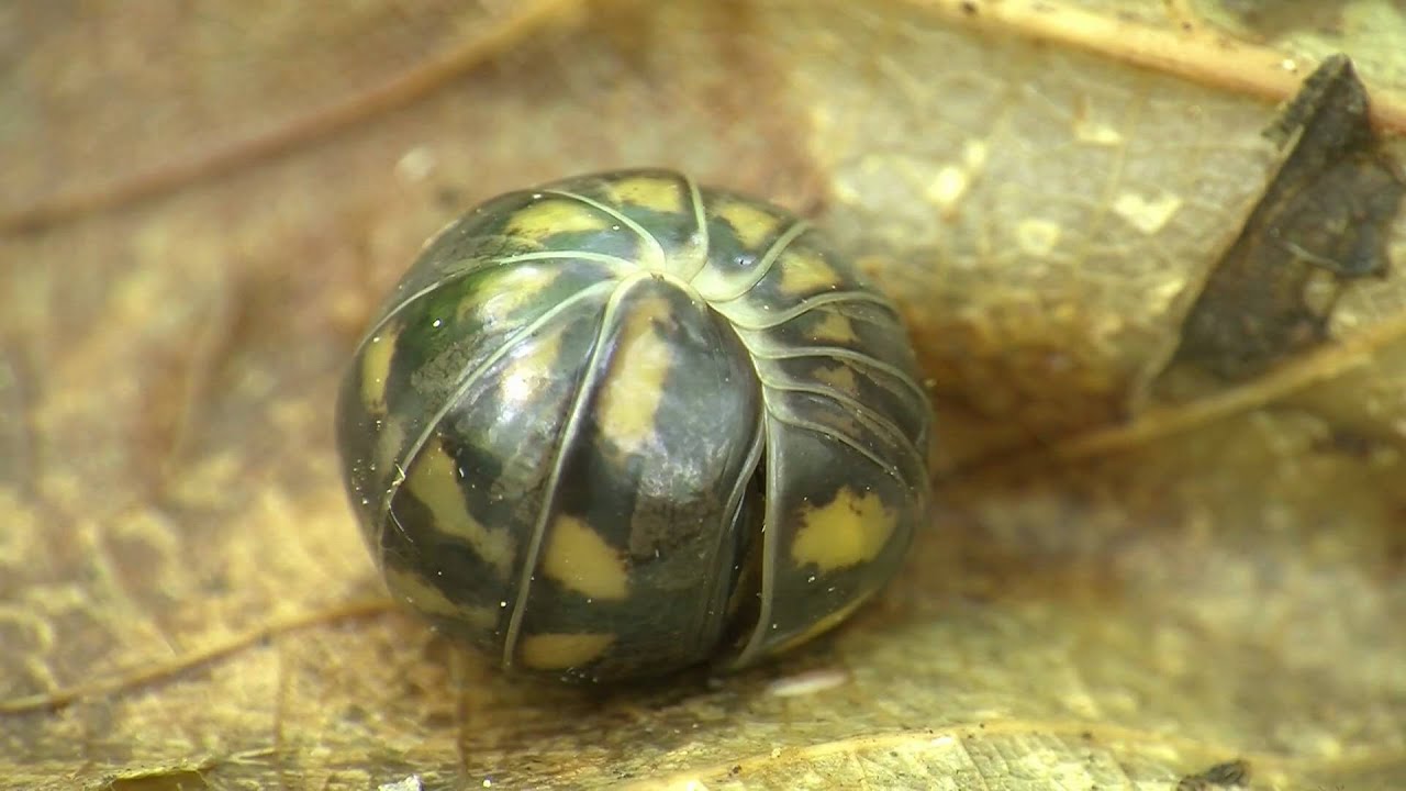 Glomeridae