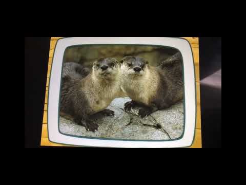 Go Diego Go Puzzle River Otters From Save The Otters