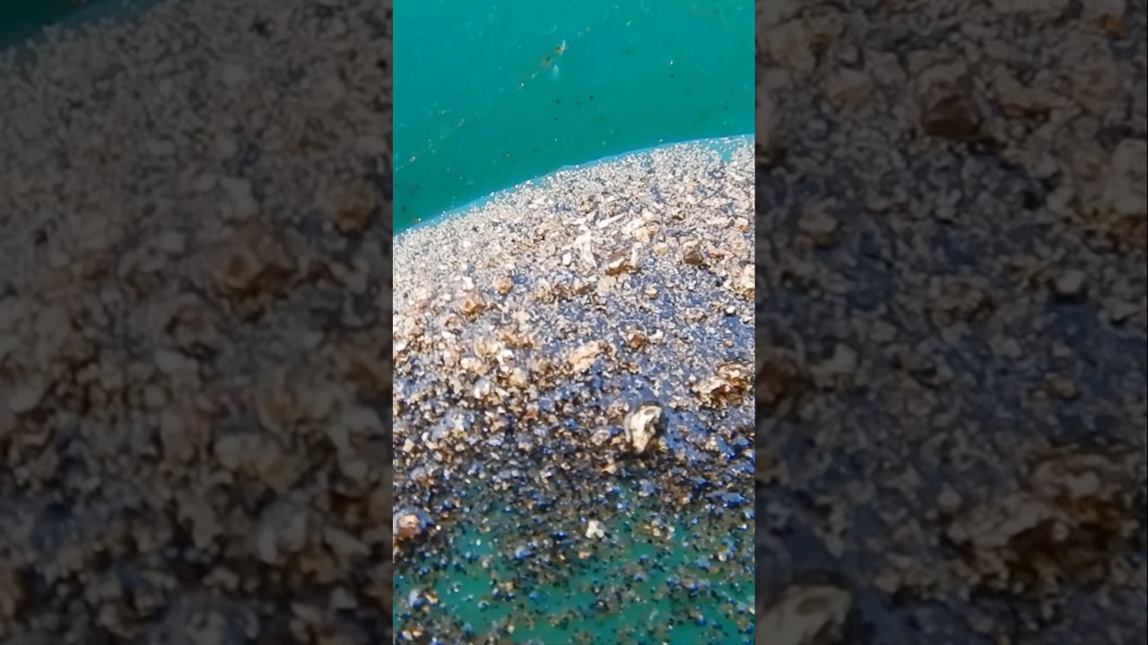 Gold in mine site debris!