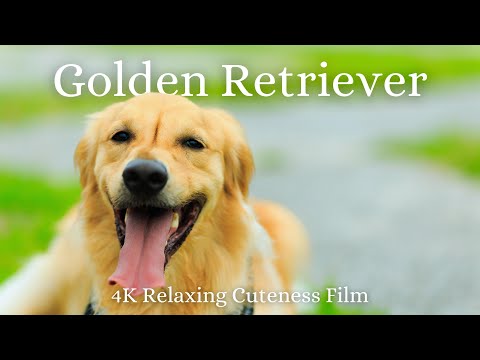 Golden Retriever 4K - Relaxation Film With Calming and Relaxing Music - Relaxing Cuteness