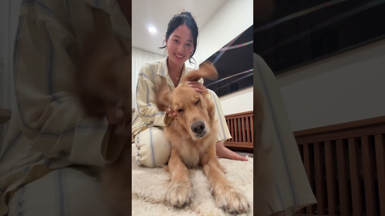 golden retriever trend 😂