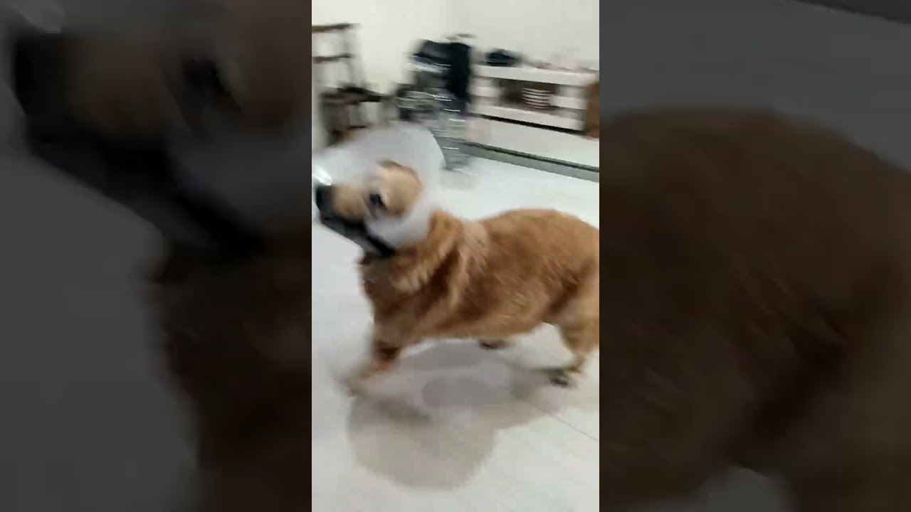 Golden retriever #trend #goldenretreiver #trendingreels #trending
