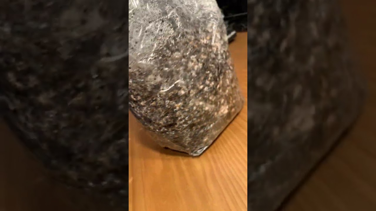 Golden Teachers, all in one grow bag, 8 day update