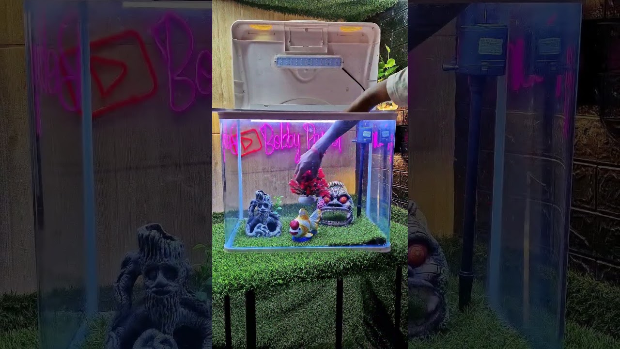 goldfish 🐠 TANK video 🤩