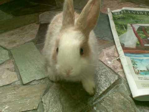 Goodbye Fifi.wmv