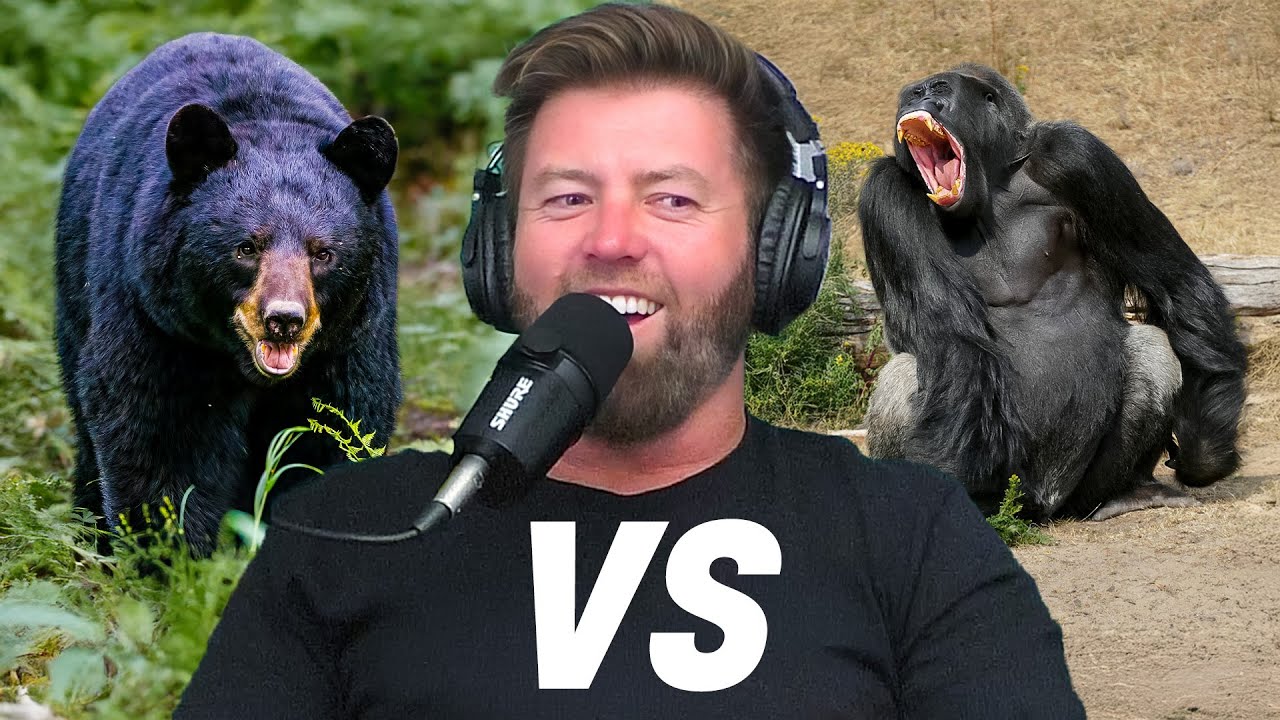 Gorilla vs Black Bear. Who Wins in a Fight?