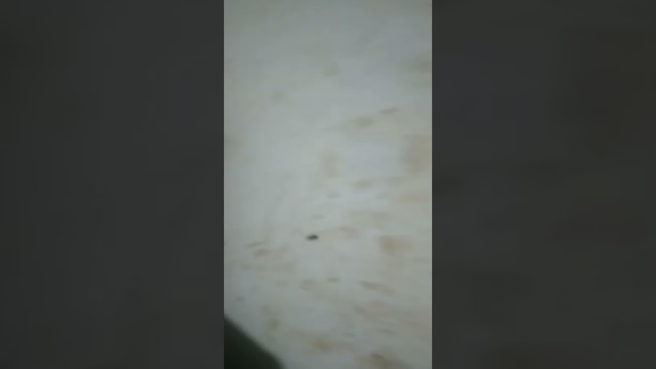 goyang kupu kupu