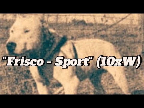 GR CH FRISCO-SPORT 10xW