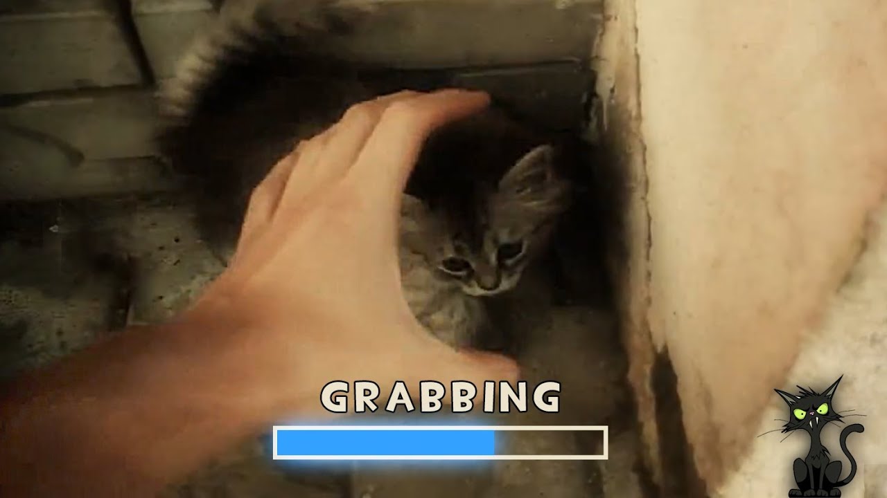Grab The Cat!