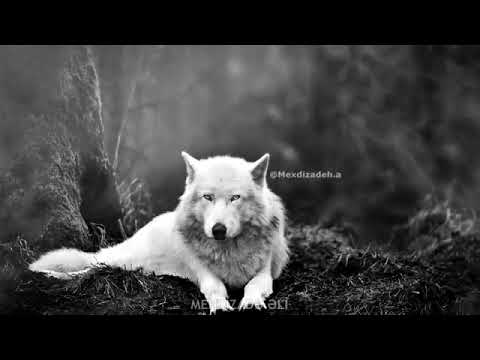 Gürcüstan mahnısı Süper