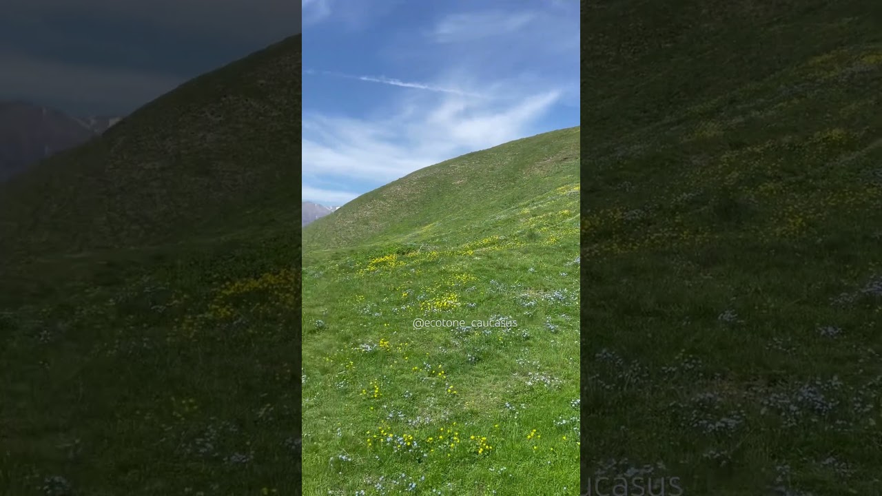 Great Caucas #ismayilli #ecotourism #azerbaijantourism #caucasus #travel #mountains #wildlife