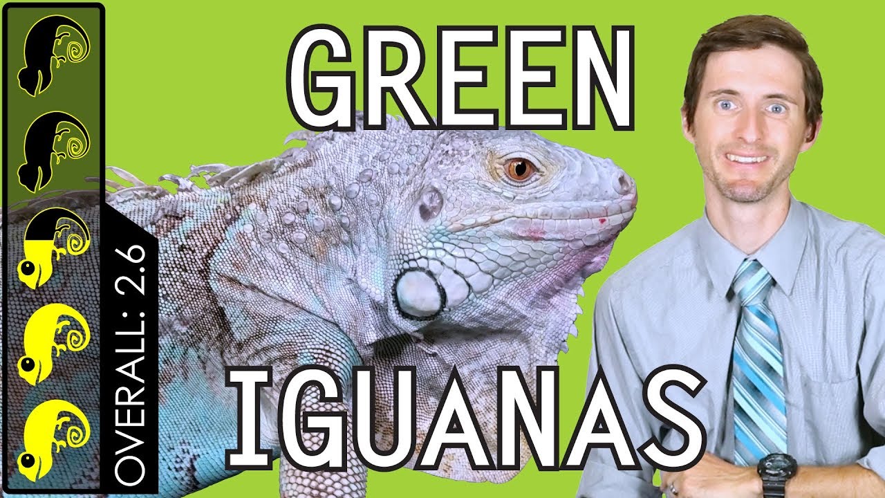 Green Iguana, The Best Pet Lizard?