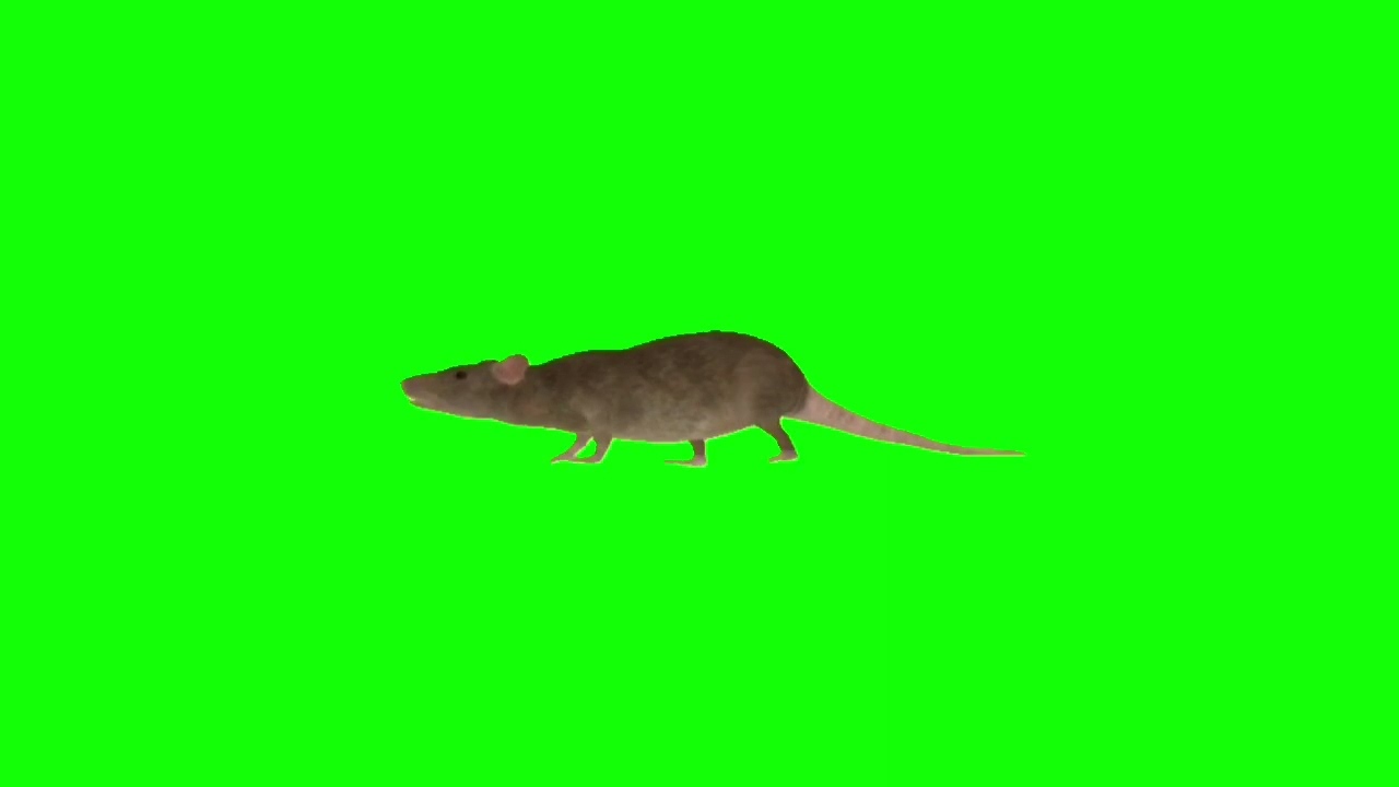 Green screen  walking Rat 🐀// Green screen Rat 🐀// चूहा  🐀