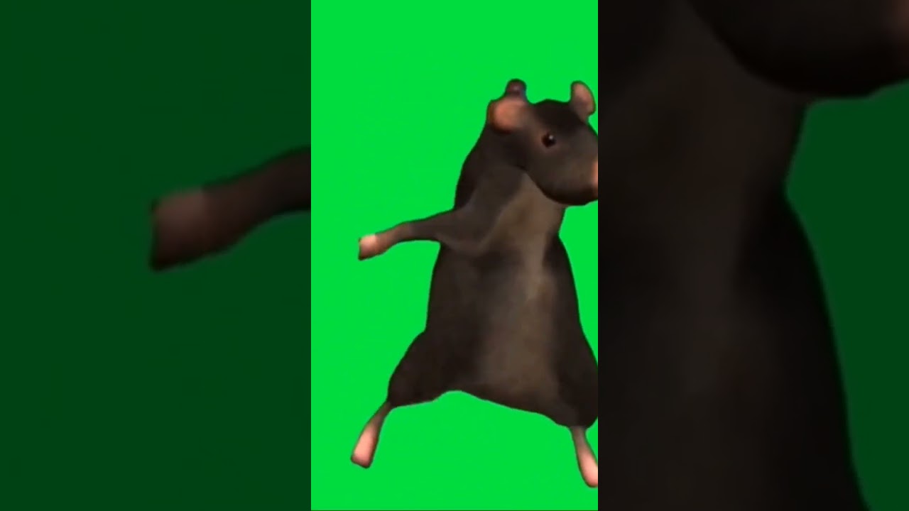 green screen Rat dance!