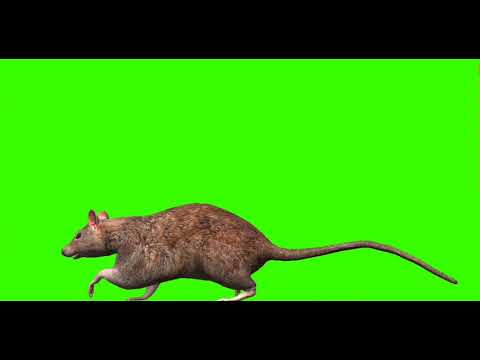 green screen rat walking