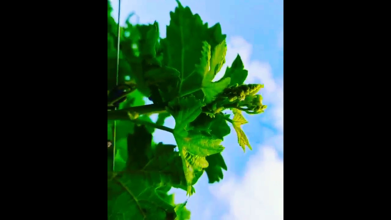 Grepe 😍🍇🍁