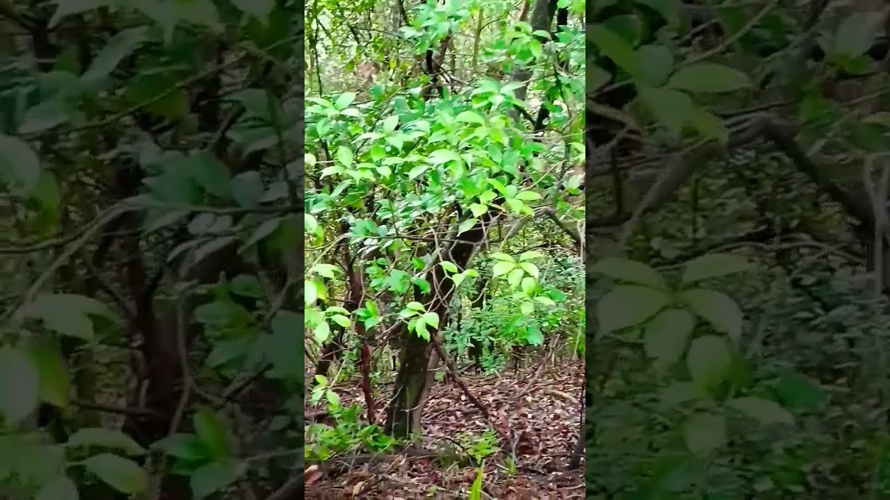 Growing a lot of trees! you tube