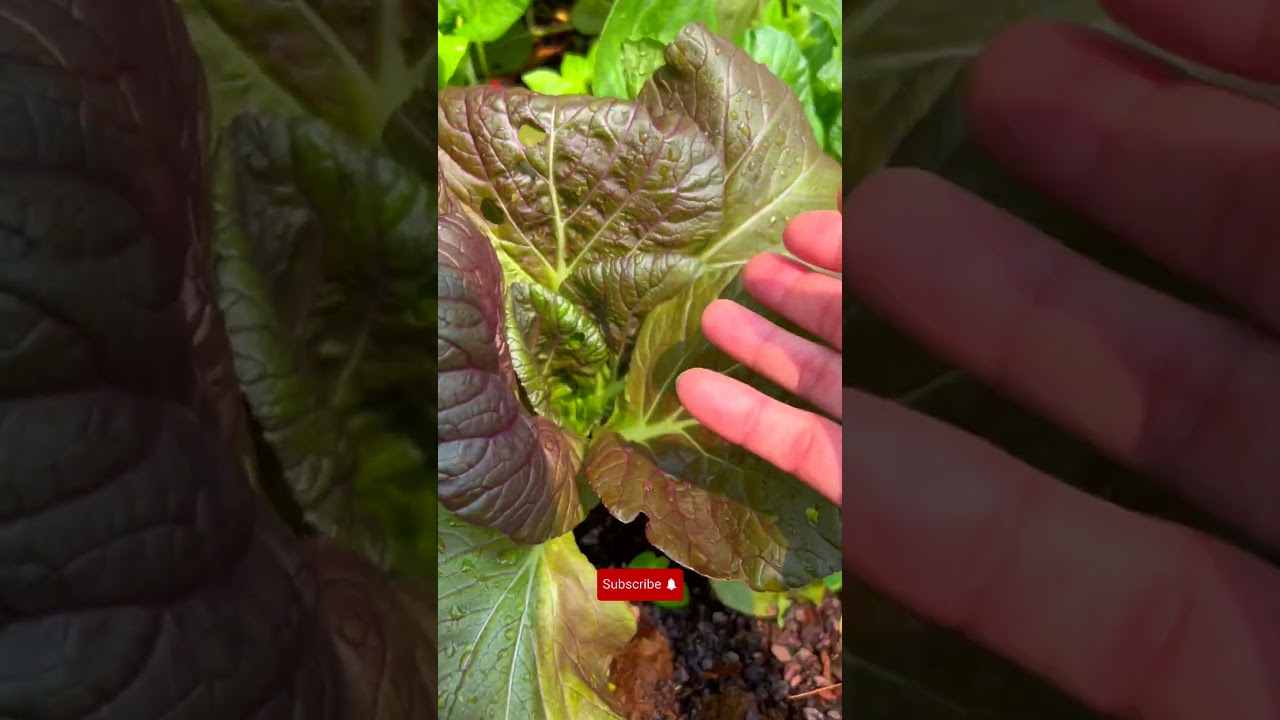 growing greens bok choy  #shorts