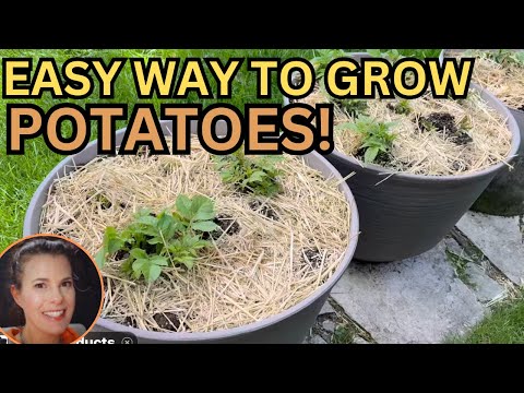Growing POTATOES in Containers is SO EASY!