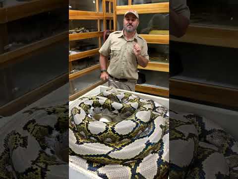 Grumpy Momma Python Going Wild! 🐍