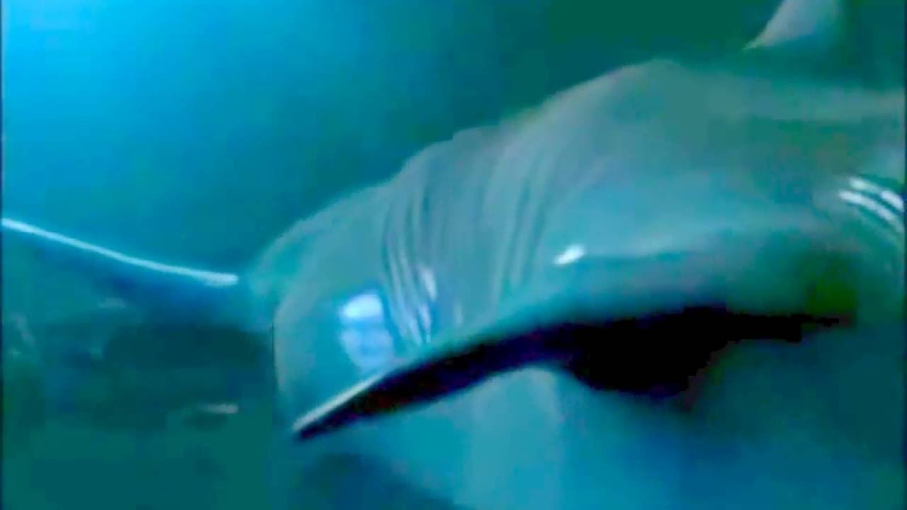 Gryf Dolphin Transformation