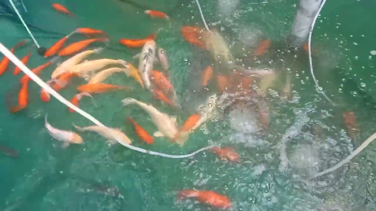 GUL NAHAR BIO FLOCK & COLOR FISH FARM, DINAJPUR