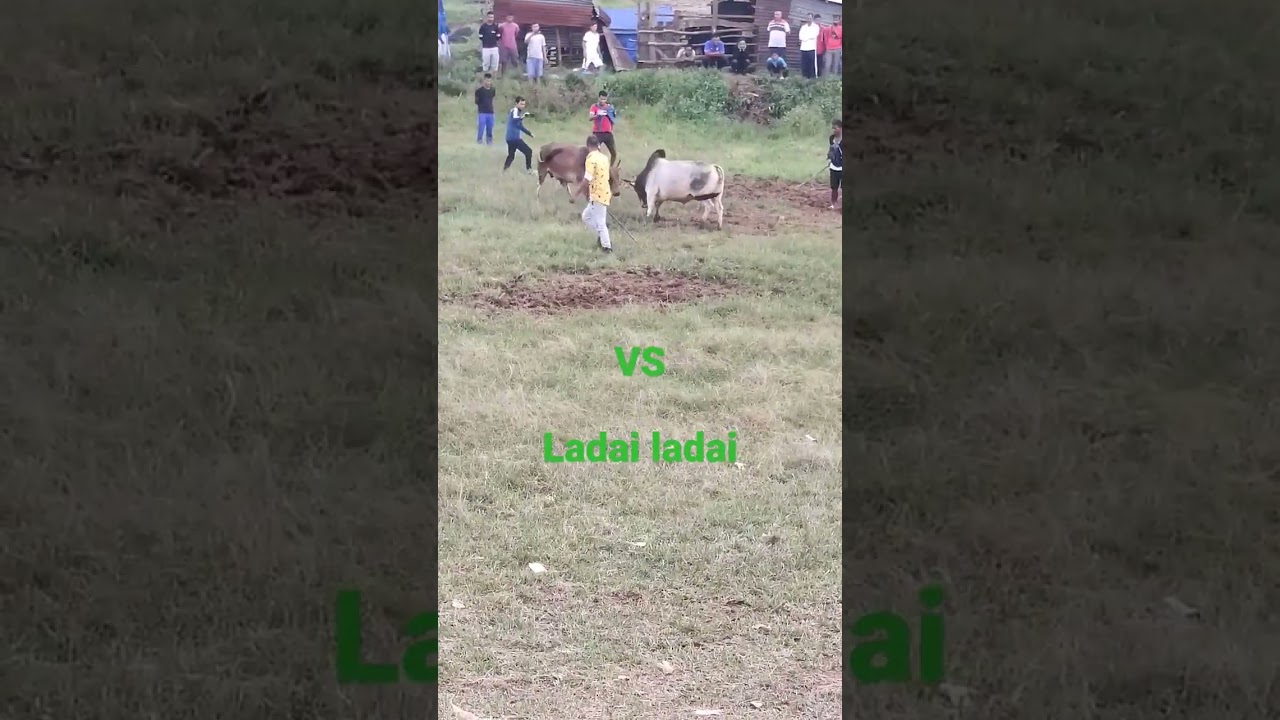 Guru ladai.VS